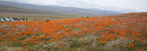 The Antelope Valley California Poppy State Reserve Poppy Field