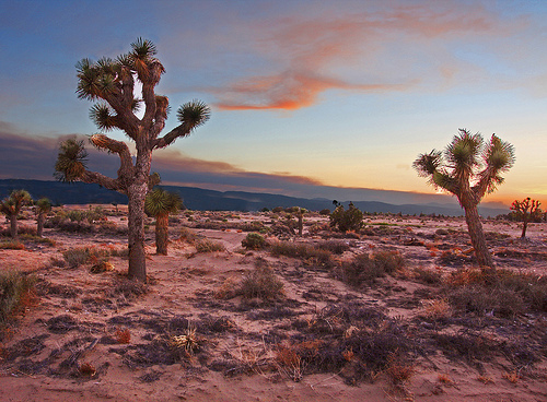 Mojave Desert at Dusk Joshua Trees at Sunset