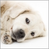 The Paris - dog care