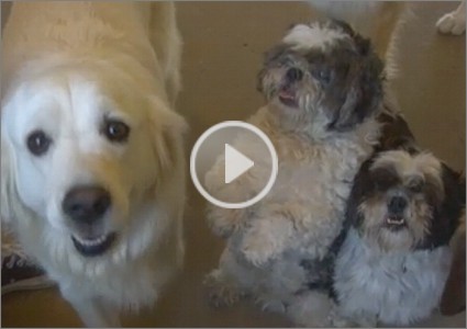 The Loved Dog is a part of the NorthStar Moving Luxury Packages