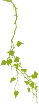 green leaves