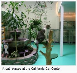A cat relaxes at the California Cat Center.