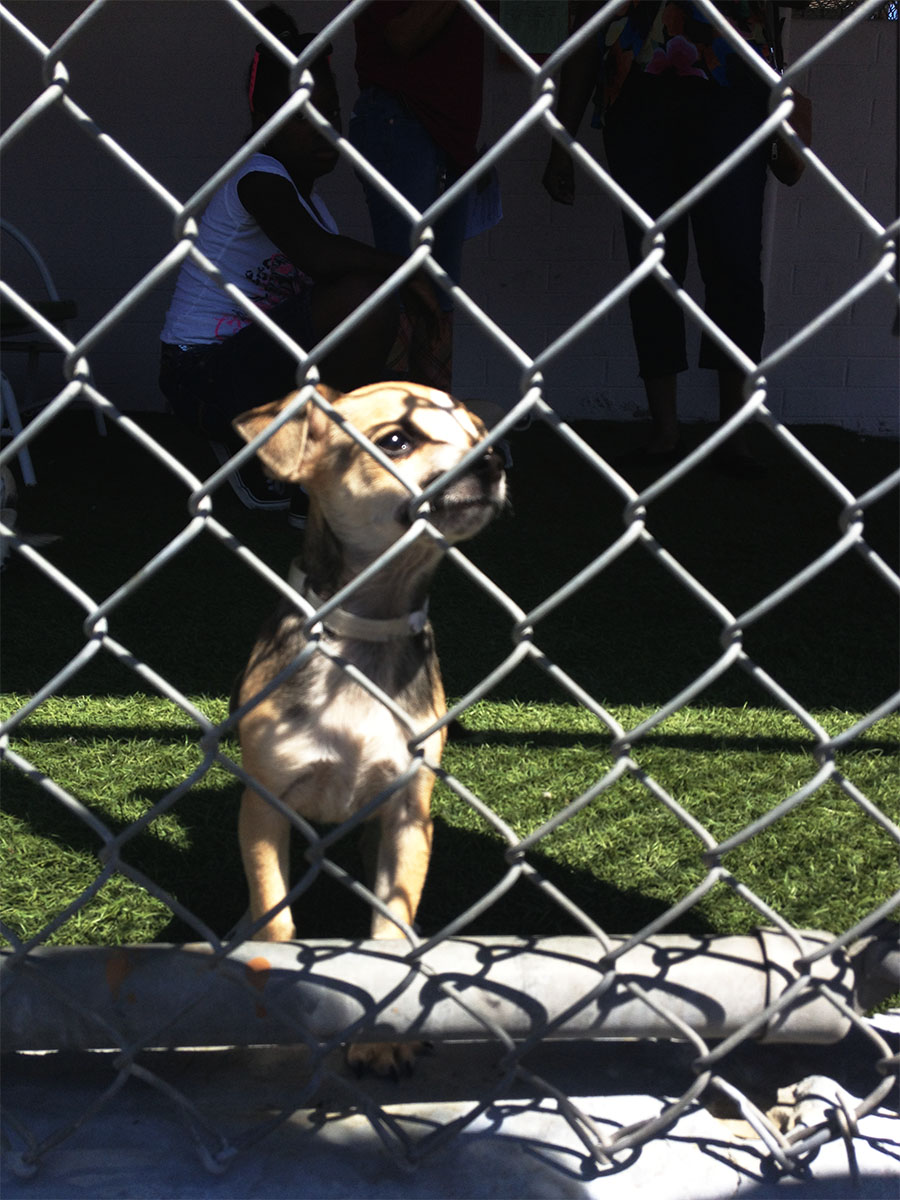 carson shelter dogs karma rescue carson shelter adoption event carson shelter dogs karma rescue carson shelter adoption event