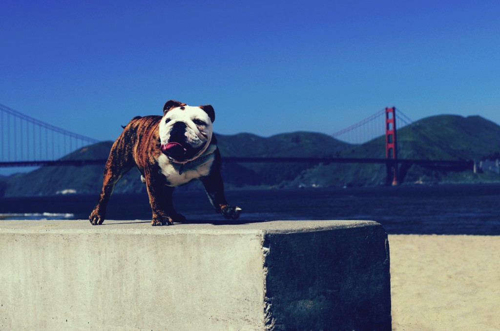A San Francisco bulldog in front of the Golden Gate Bridge