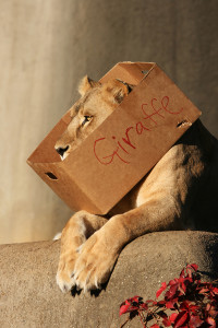 Lion giraffe