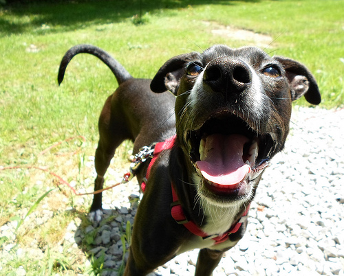 Dog Walking: Photo by Flickr user- Fizzy Pup
